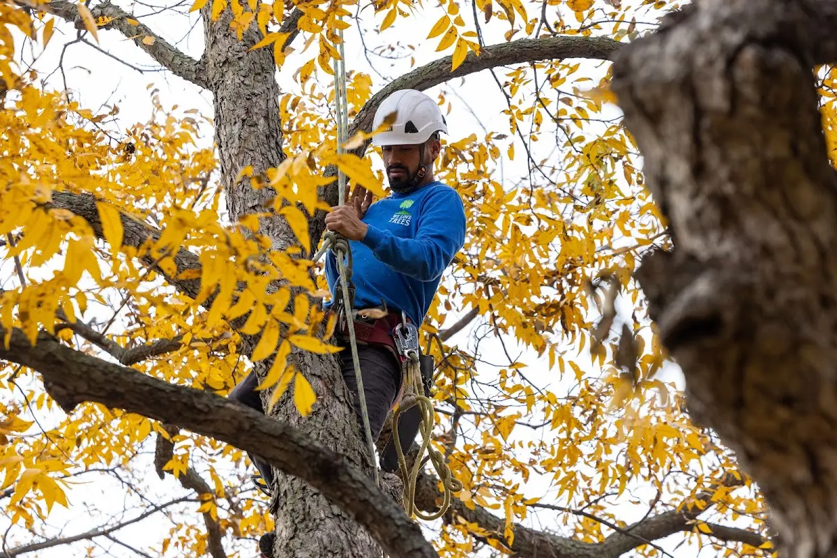 Skilled Tree Transplanting crew working in Penfield